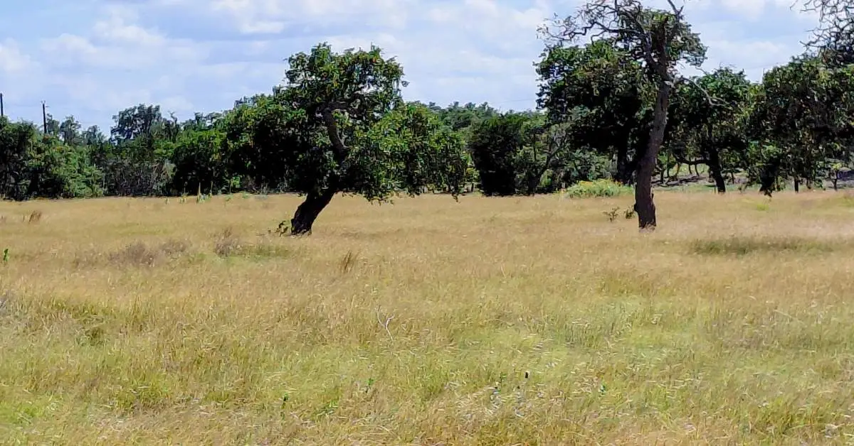 What Is a Perc Test? Texas Hill Country Acreage What is a perc test? Texas Hill Country acreage with oak trees requiring septic site evaluation before development